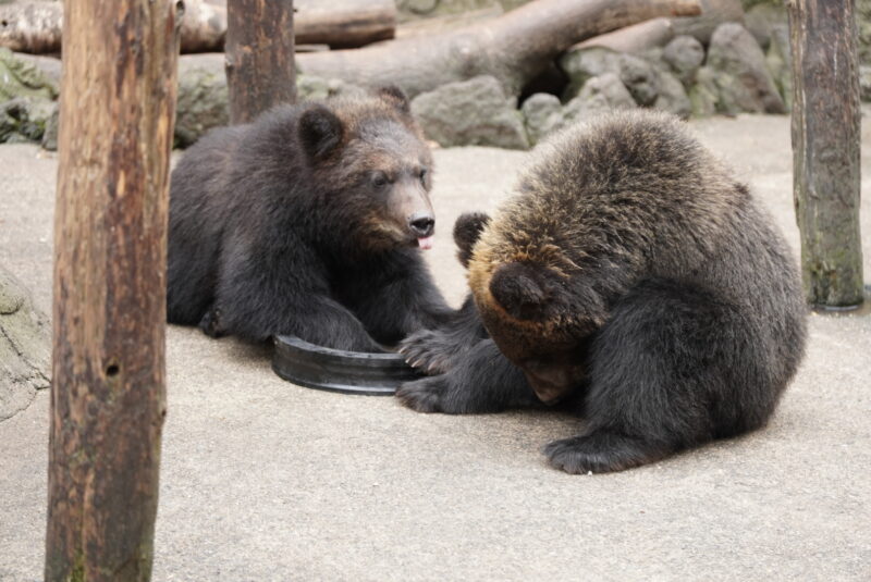 のぼりべつクマ牧場　取り合い　