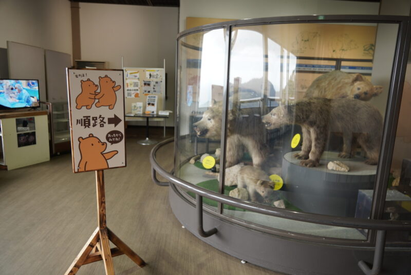 のぼりべつクマ牧場　ヒグマ博物館　順路