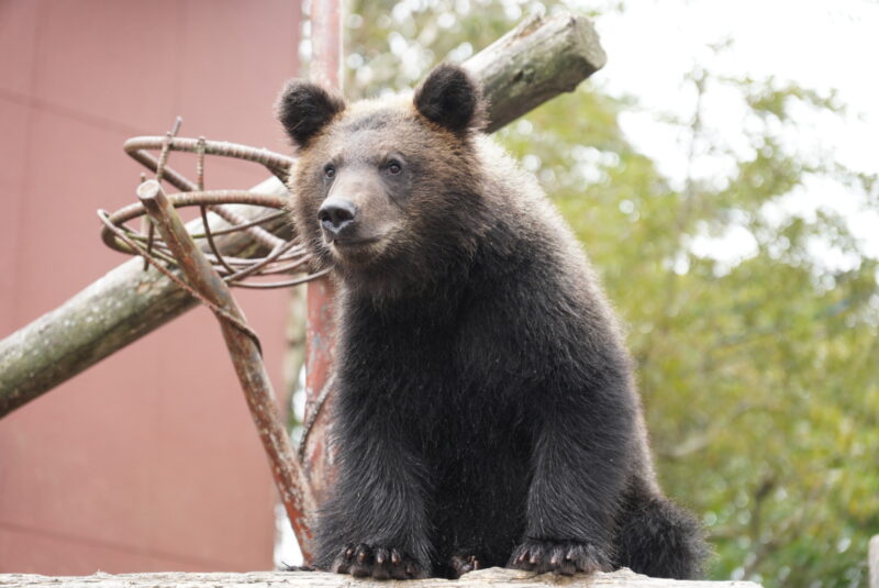 のぼりべつクマ牧場　子熊