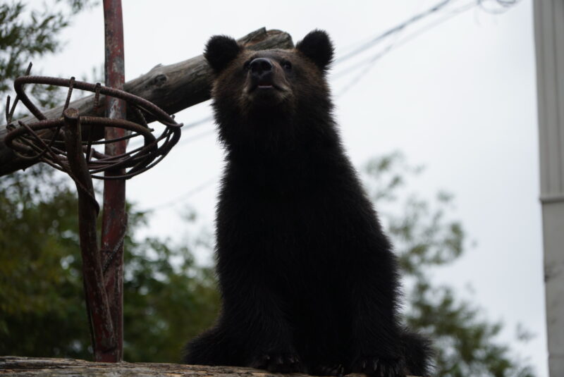 のぼりべつクマ牧場　小熊