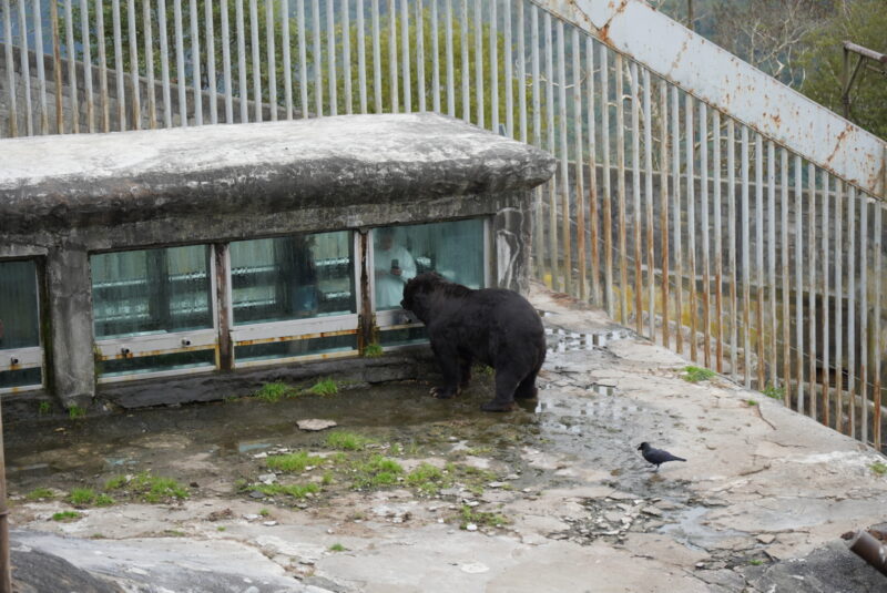 のぼりべつクマ牧場　人の檻