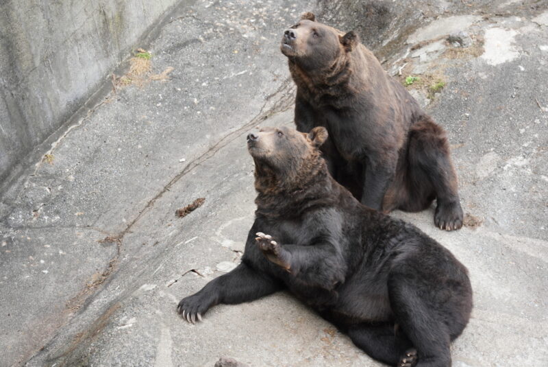 のぼりべつクマ牧場　ヒグマ