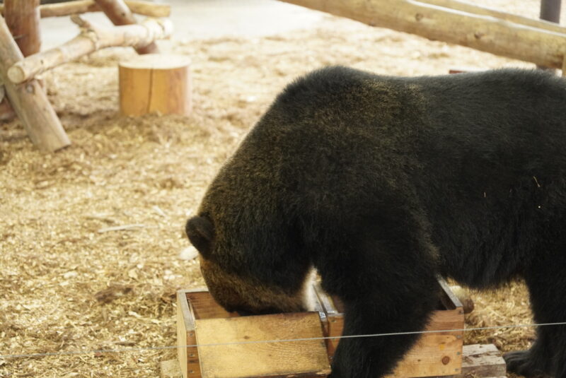 のぼりべつクマ牧場　クマ山ステージ