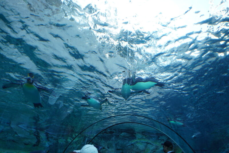 旭山動物園　ペンギン館　水中トンネル