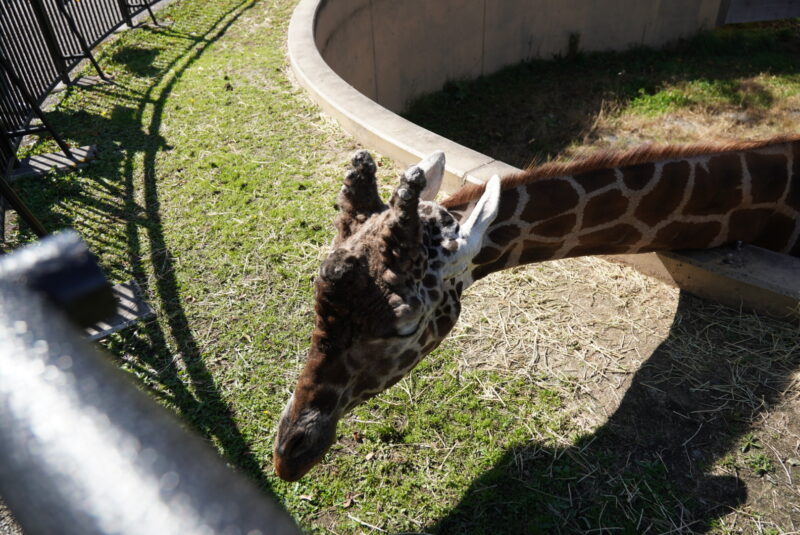 旭山動物園　キリン