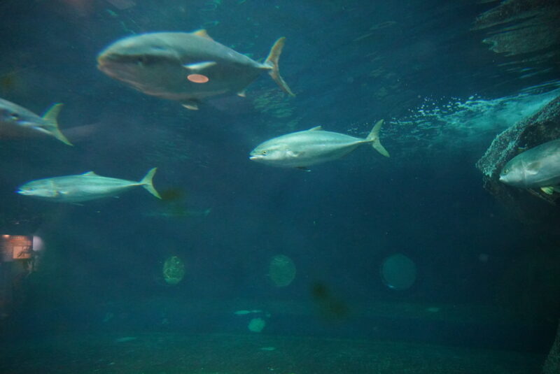 おたる水族館　魚