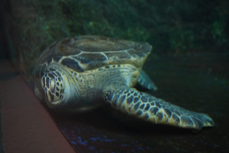 おたる水族館　カメ