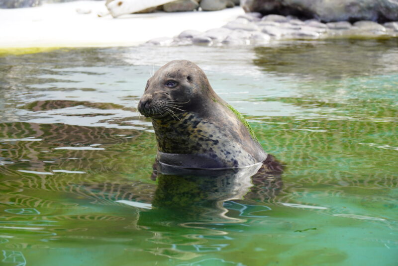 おたる水族館　アザラシ