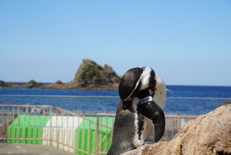 おたる水族館　ペンギン