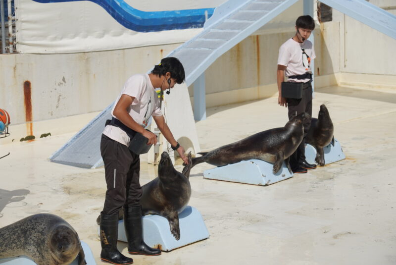 おたる水族館　アザラシショー