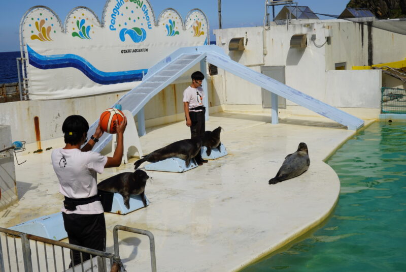 おたる水族館　アザラシショー