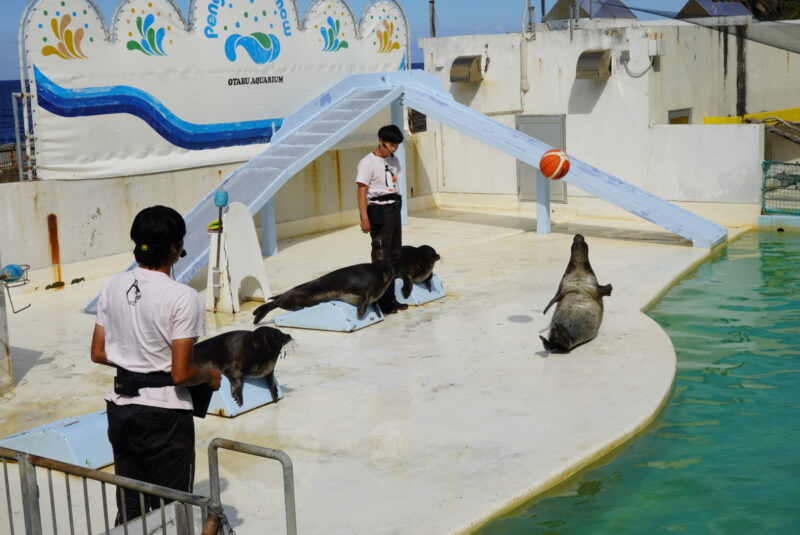 おたる水族館　アザラシショー