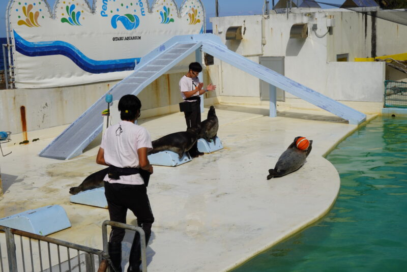 おたる水族館　アザラシショー