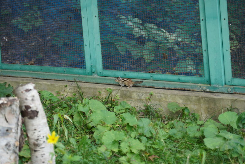 小樽天狗山ロープウェイ　　シマリス