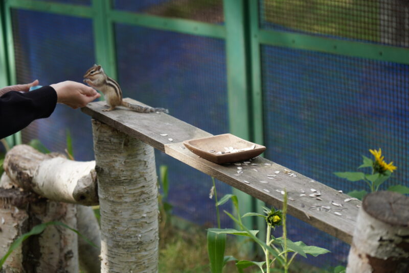 小樽天狗山ロープウェイ　　シマリス公園　餌やり