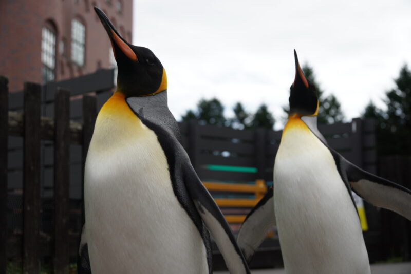 登別マリンパークニクス　ペンギンのパレード