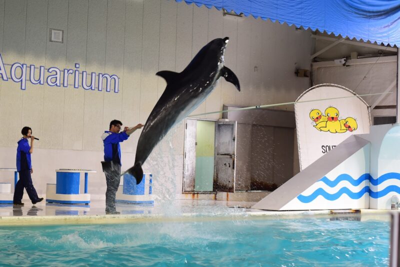 おたる水族館　バンドウイルカ