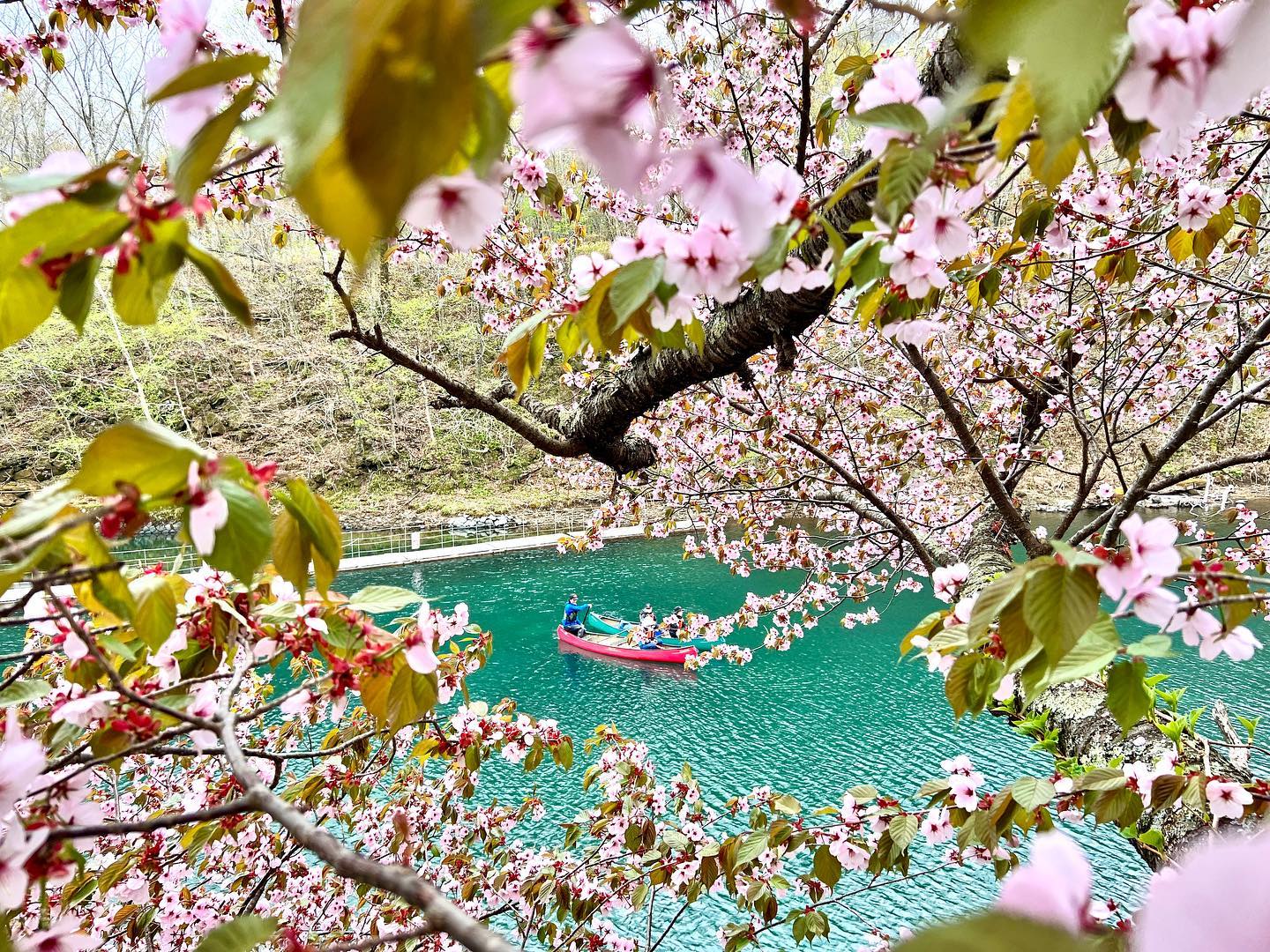 支笏湖の5月 天候・服装・桜の開花を支笏湖在住ガイドがご紹介！
