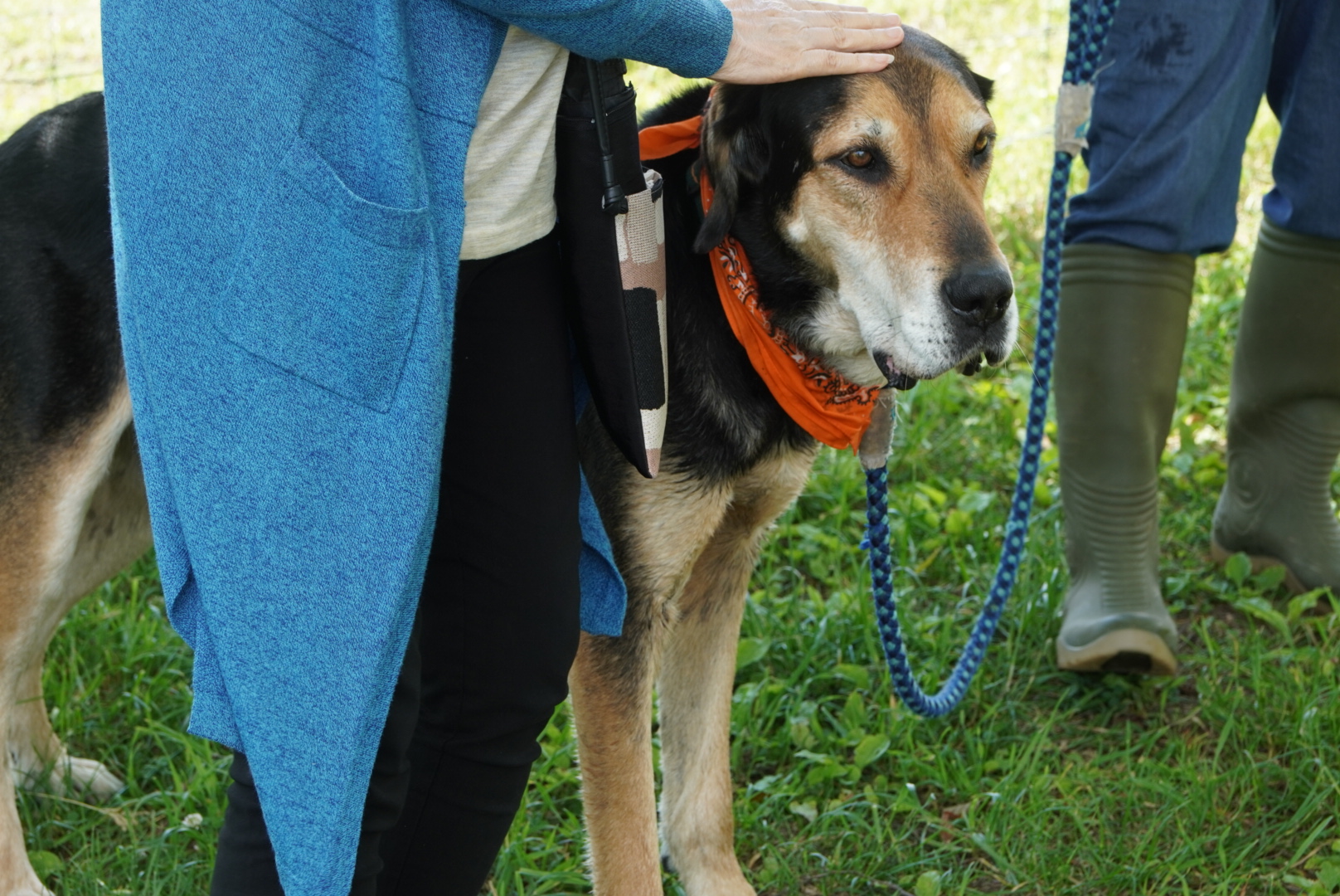 えこりん村で体験する牧羊犬ショーを道産子ガイドが徹底解説！